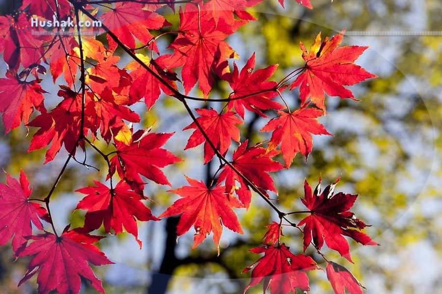 Гороскоп на месяц. Прогноз сентября