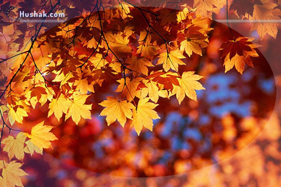 Гороскоп․ Прогноз на 26.10 - 01.11