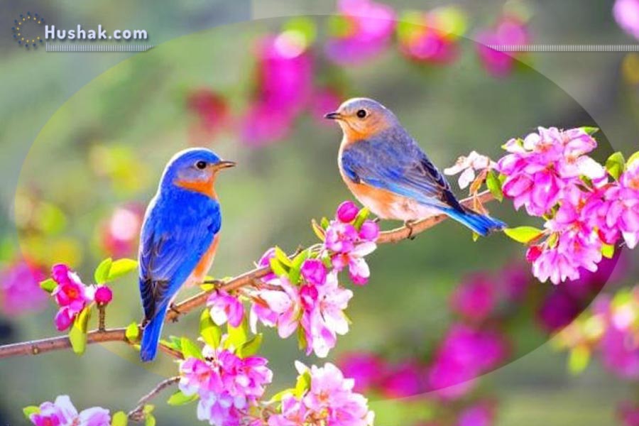 Гороскоп на месяц. Прогноз апреля