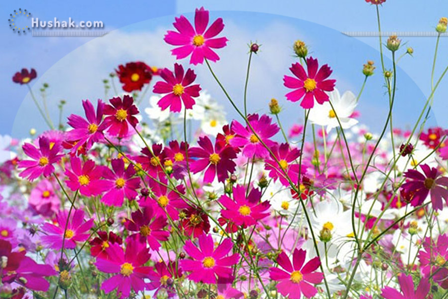 Гороскоп․ Прогноз на 12.07 - 18.07