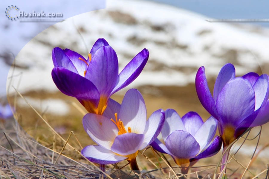 Гороскоп․ Прогноз на 21.03 - 27.03