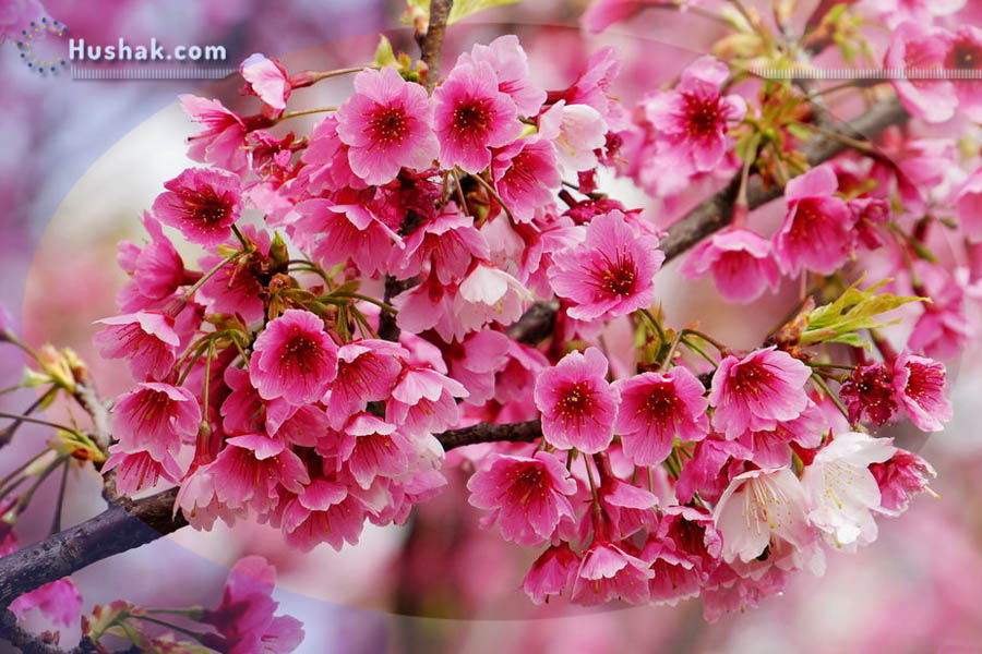 Гороскоп․ Прогноз на 18.04 - 24.04