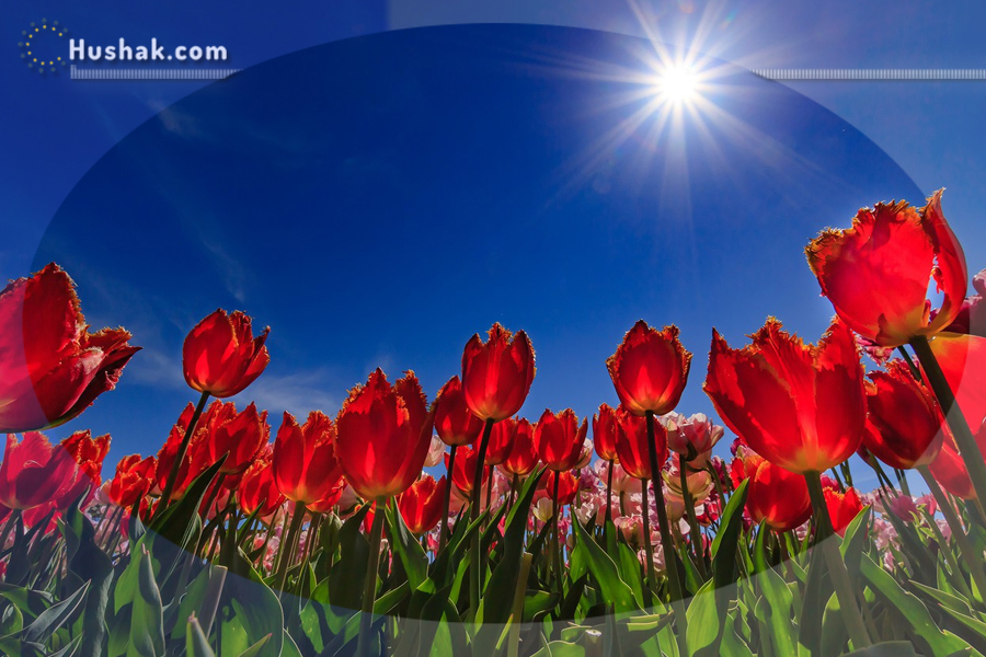 Гороскоп на месяц. Прогноз июля 2022 года