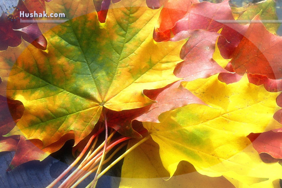 Гороскоп․ Прогноз на 02.10 - 08.10