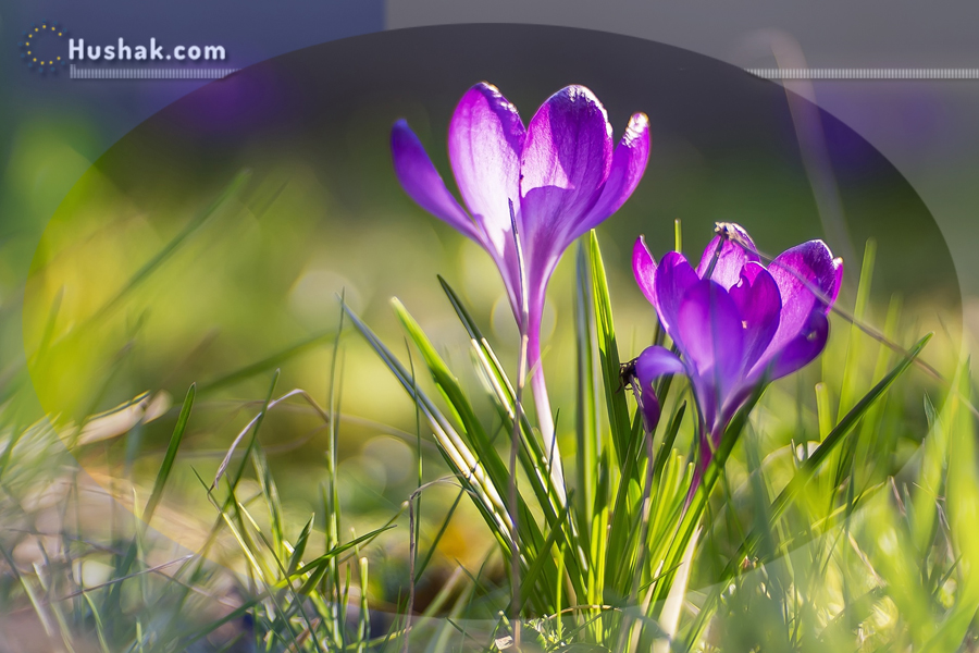 Гороскоп на месяц. Прогноз марта 2024 года