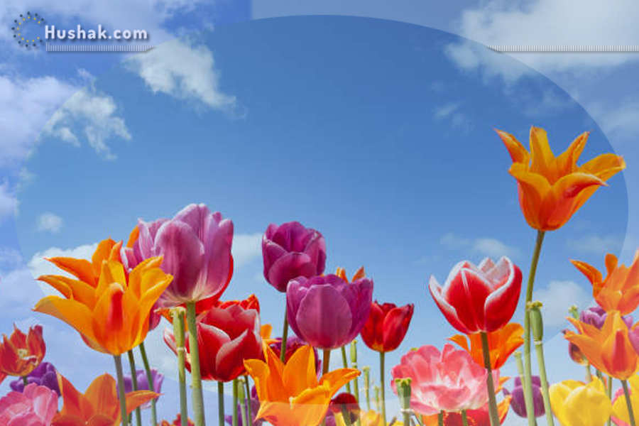 Гороскоп на месяц. Прогноз на май 2024 года