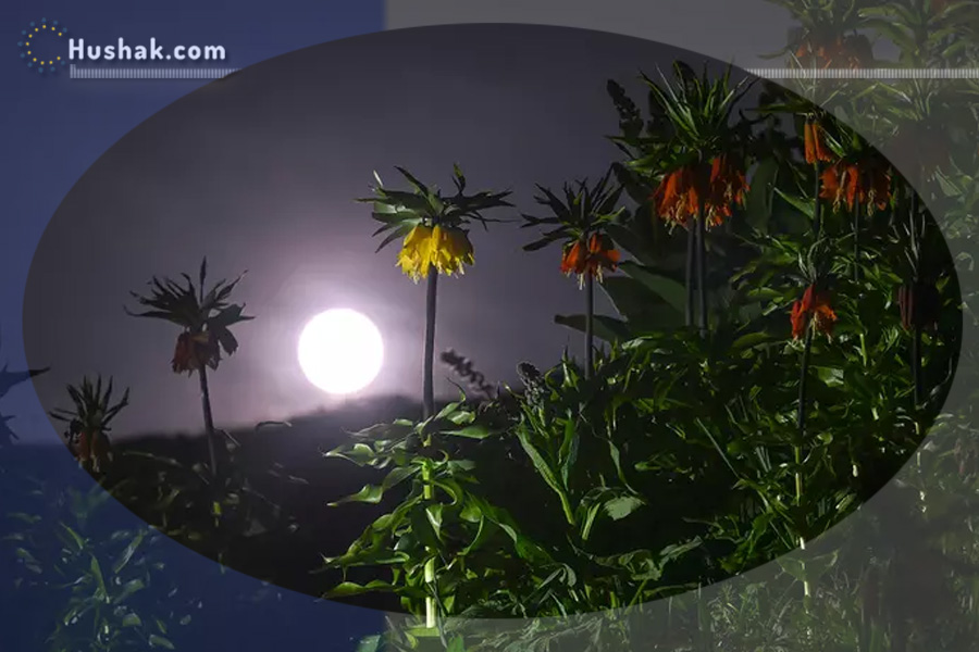 Лунно-солнечный прогноз на 8 октября 2025 года