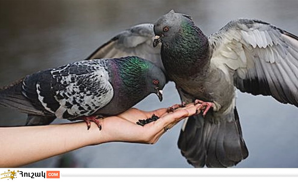 Աստղակերպի լավագույն ընկերները