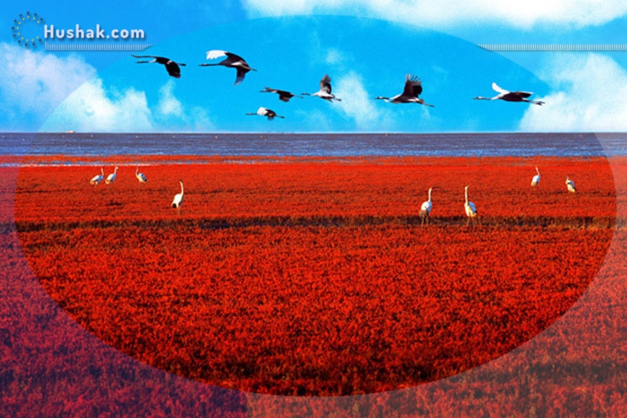 Սյուրռեալիստական բնապատկերներ. Կարմիր լողափ, Չինաստան