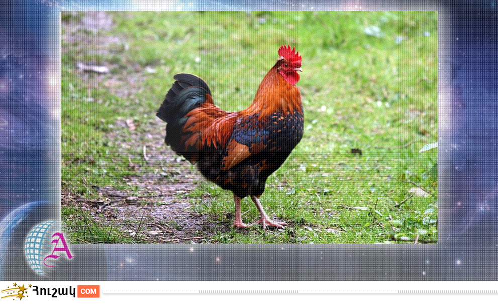 Աքաղաղի բնութագիրը