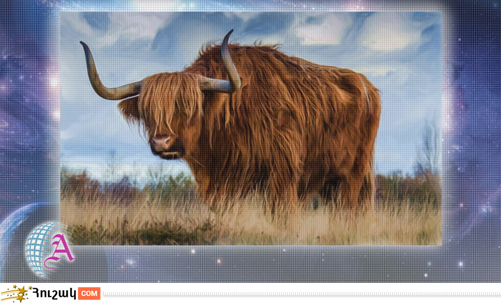 Ցուլի բնութագիրը