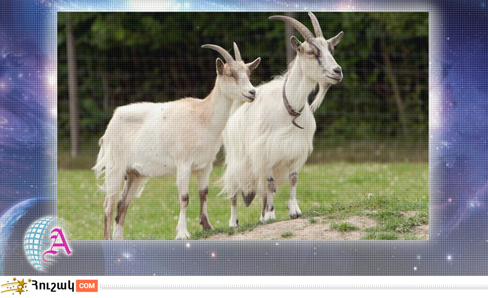 Այծի բնութագիրը