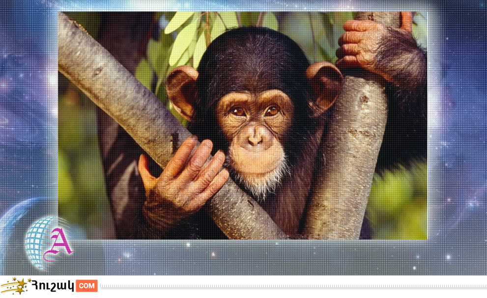 Կապիկի բնութագիրը