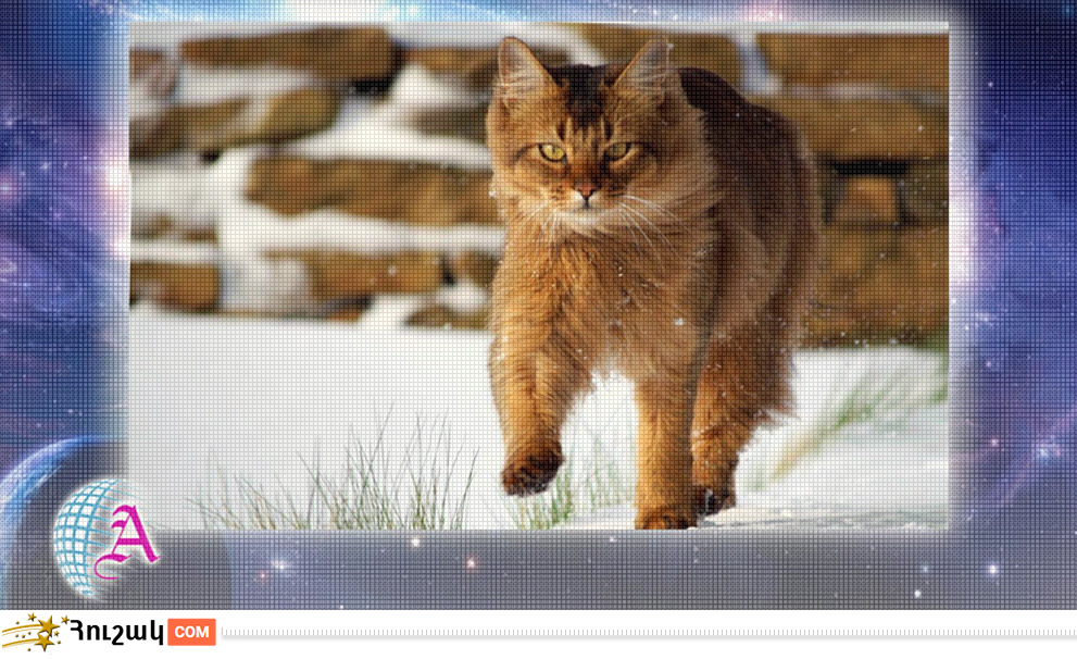 Կատվի բնութագիրը