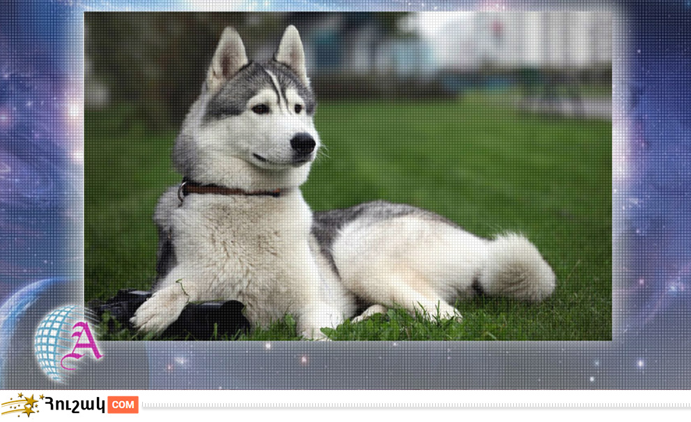 Շան բնութագիրը