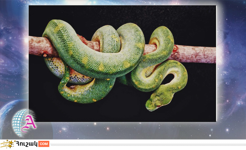 Օձի բնութագիրը