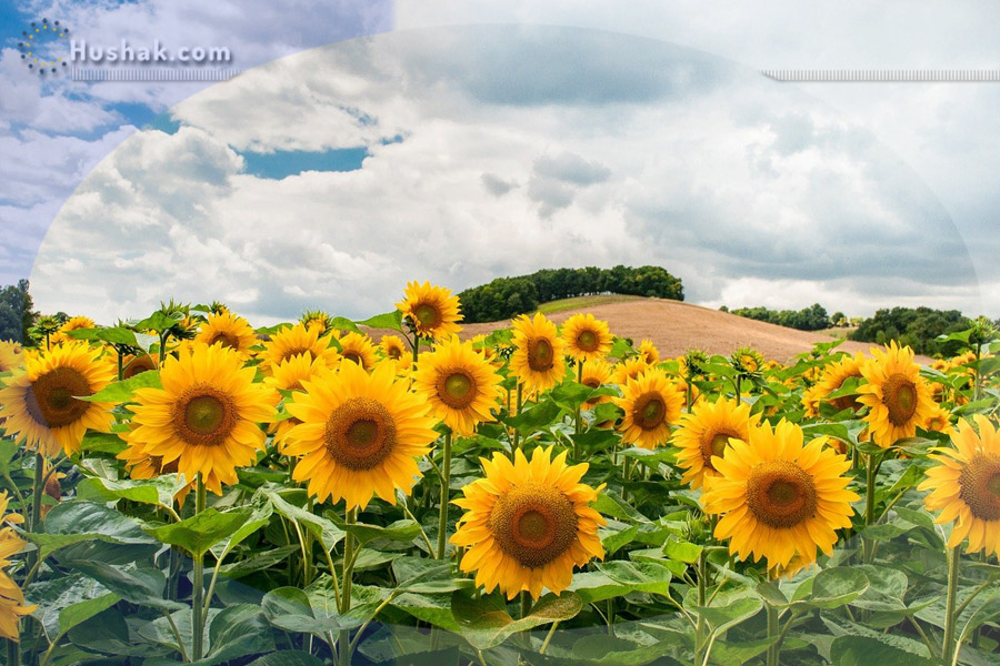 Շաբաթվա աստղագուշակ 14.06 - 20.06