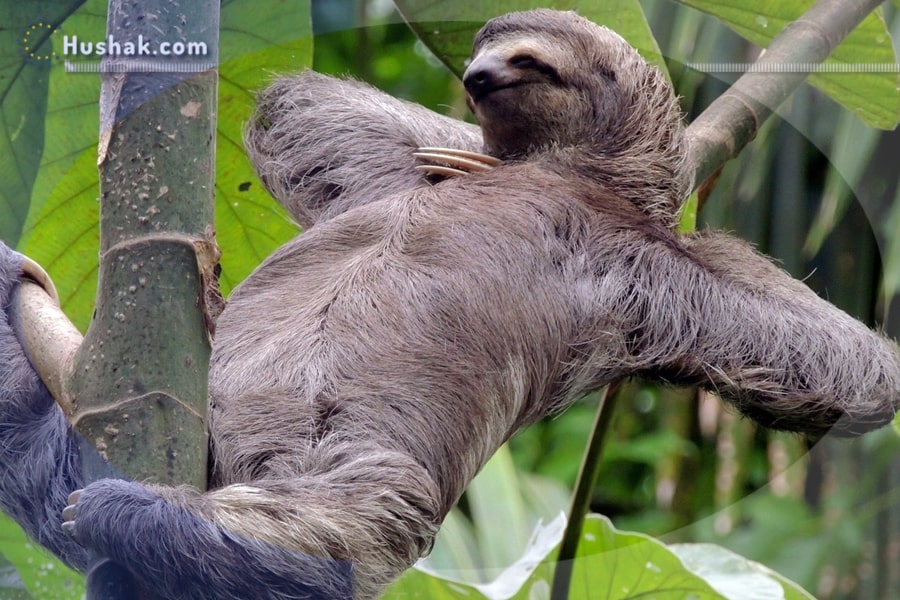 Հոկտեմբերի 20-ին նշվում է Համրուկի միջազգային օրը