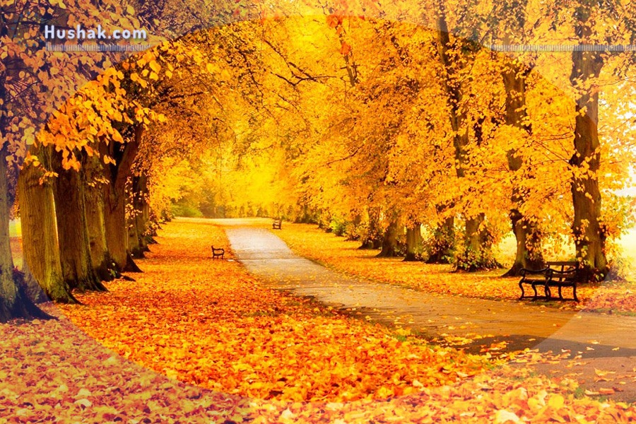 Շաբաթվա աստղագուշակ 08.11 - 14.11