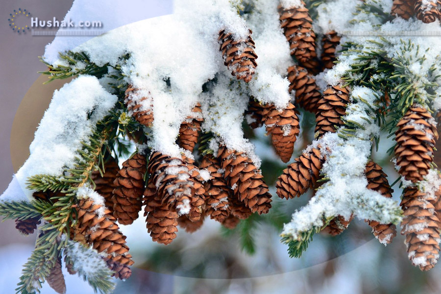 Շաբաթվա աստղագուշակ 31.01 - 06.02