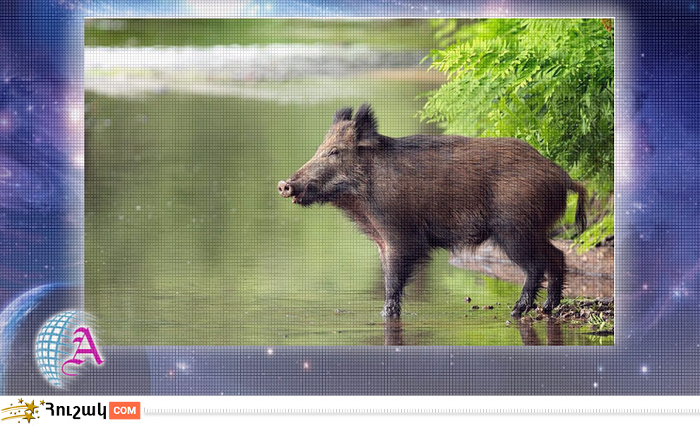 Խոզի բնութագիրը