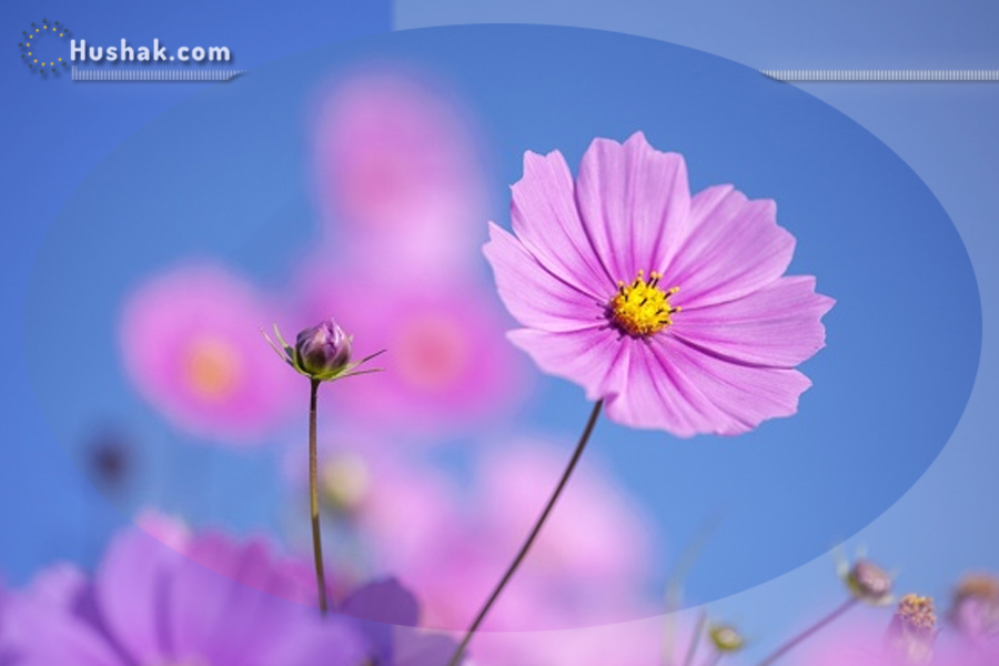 Շաբաթվա աստղագուշակ 11.07 - 17.07