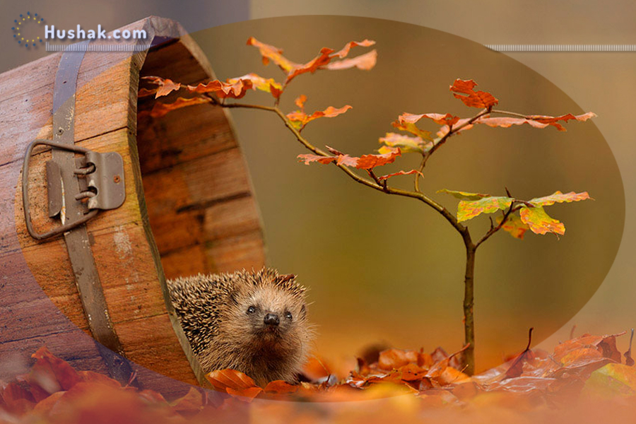 2022 թվականի նոյեմբերի աստղագուշակը