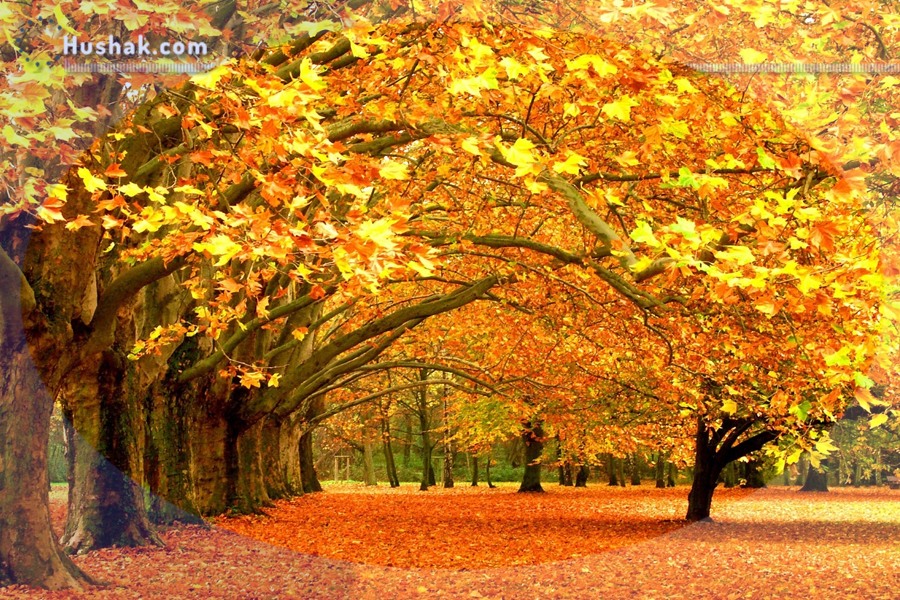 Շաբաթվա աստղագուշակ 07.11 - 13.11