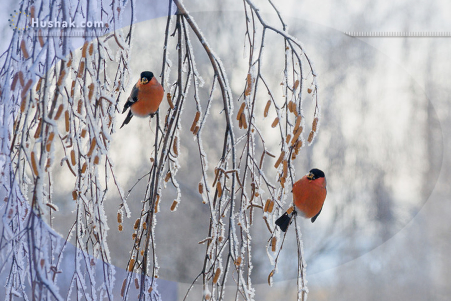 Շաբաթվա աստղագուշակ 13.02 - 19.02