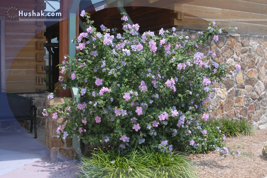 Ժողովրդական բժշկություն. Հիբիսկուս (Hibiscus)