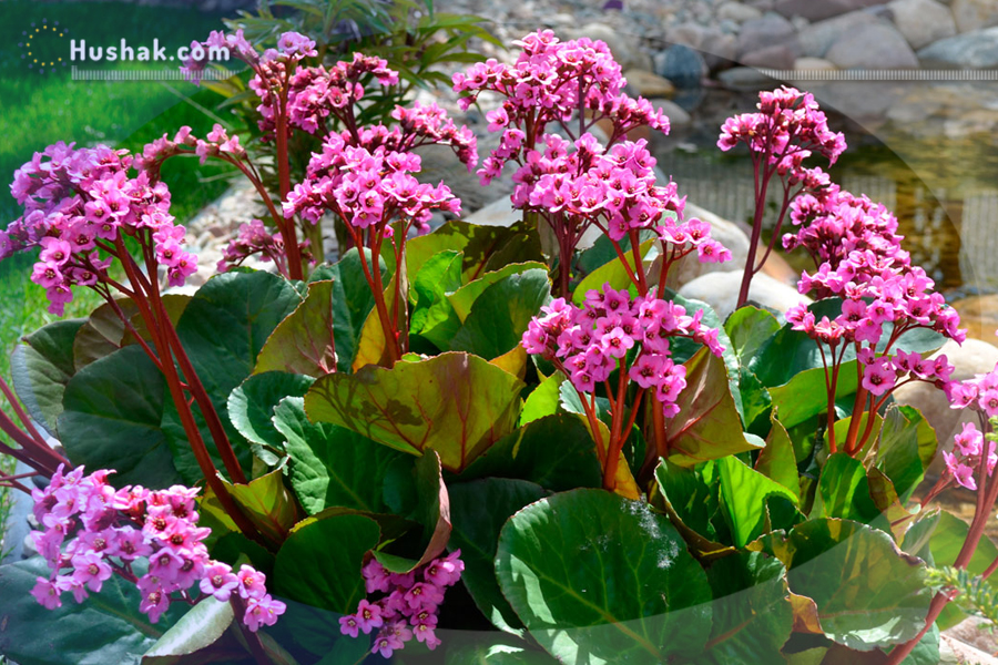 Ժողովրդական բժշկություն. Բադան (մոնղոլական թեյ, Bergenia crassifolia)