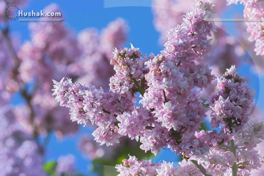 Շաբաթվա աստղագուշակ 22.05 - 28.05