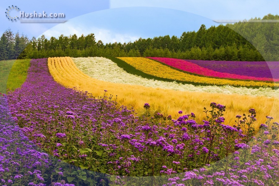 Շաբաթվա աստղագուշակ 10.07 - 16.07