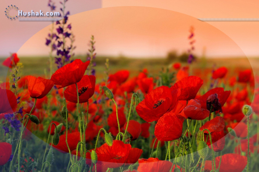 Շաբաթվա աստղագուշակ 05.06 - 11.06