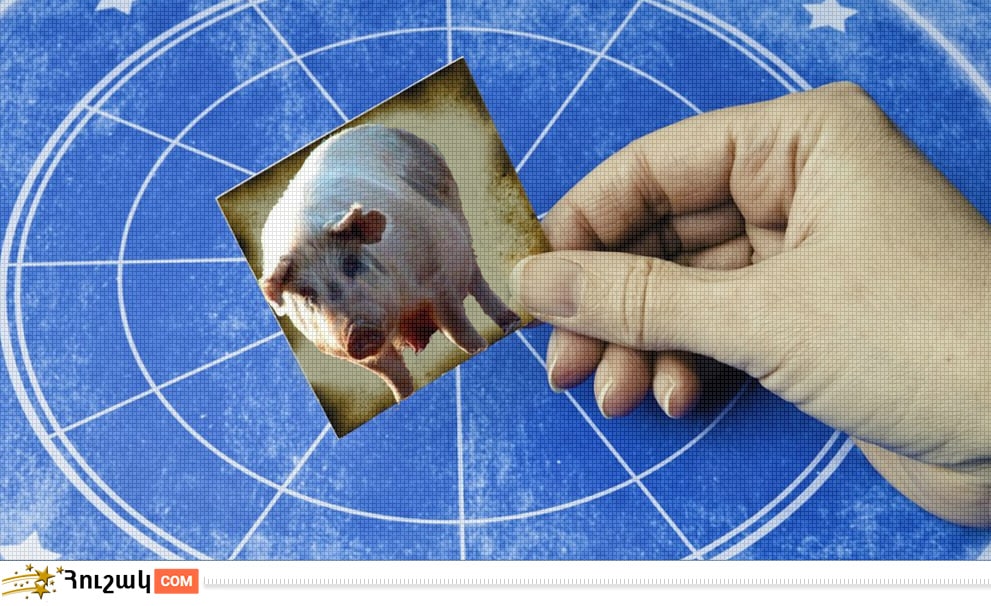 Կարմա և հորոսկոպ. Խոզ