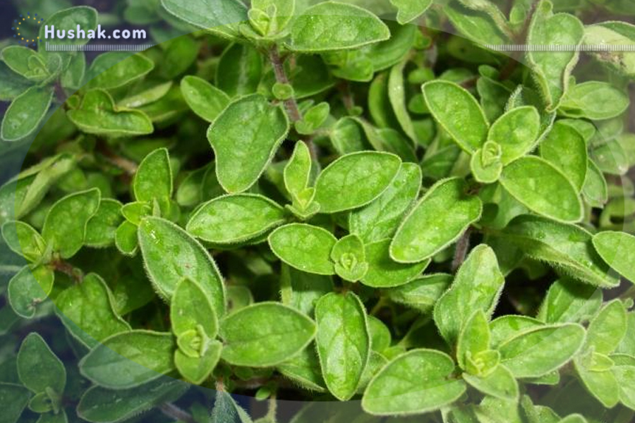 Ժողովրդական բժշկություն. Վայրի սուսամբարի յուղի օգտակար հատկություններ