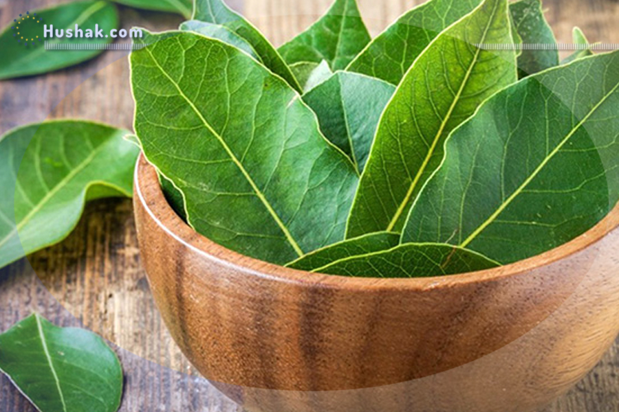 Ժողովրդական բժշկություն. Դափնու տերևի օգտակար հատկանիշները