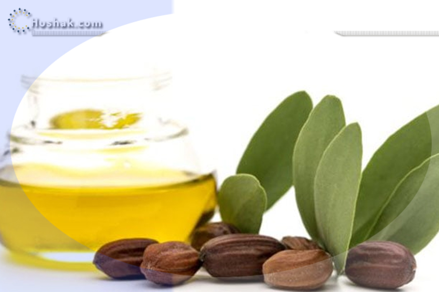 Ժողովրդական բժշկություն. Ժոժոբայի յուղի օգտակար հատկությունները