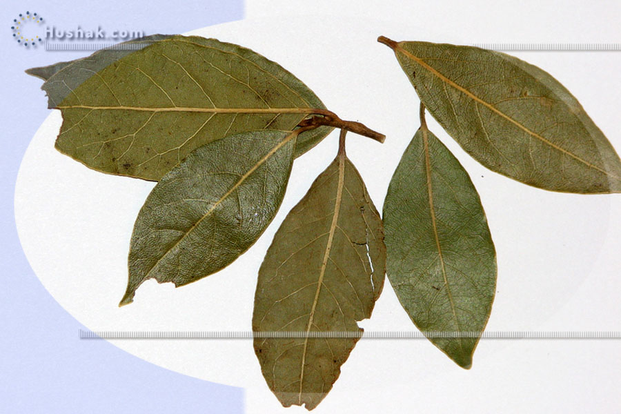 Ժողովրդական բժշկություն. Դափնու տերևից օգտակար և բուժիչ թուրմեր