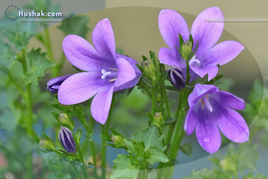 Ժողովրդական բժշկություն. Զանգակածաղիկի օգտակար հատկությունները