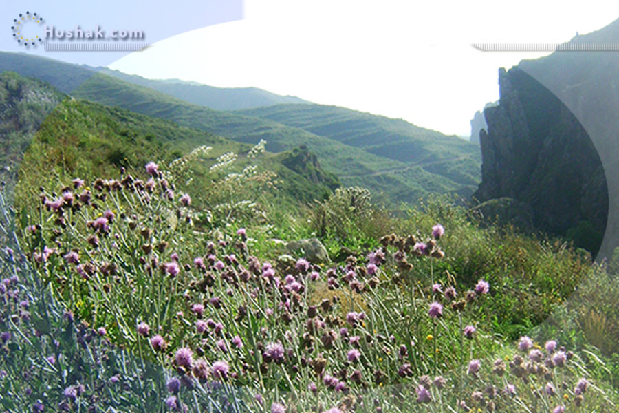 Ժողովրդական բժշկություն. Դաշտափշի բուժիչ հատկությունները