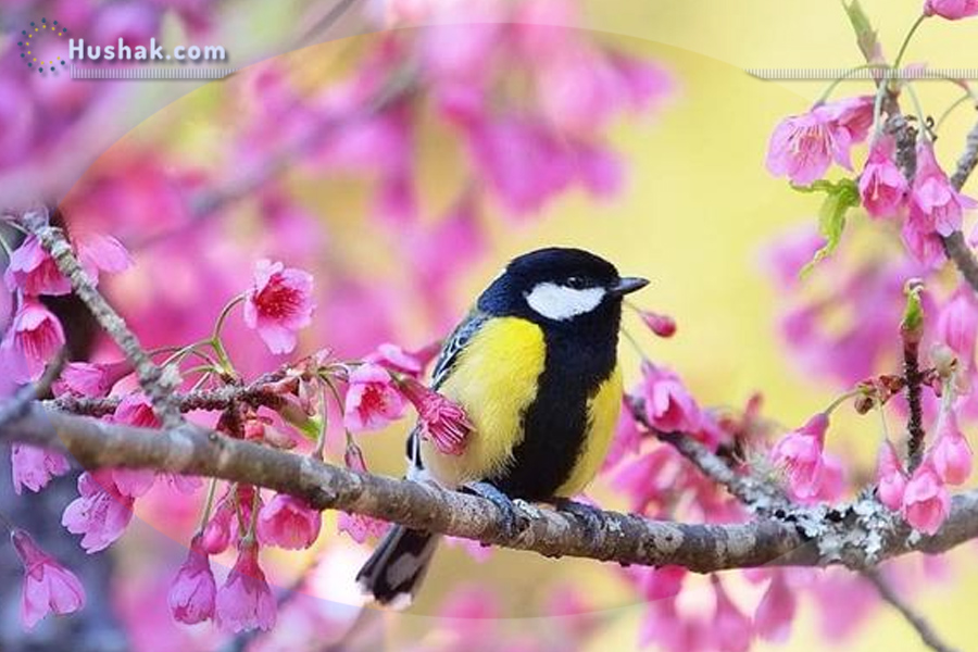 Շաբաթվա աստղագուշակ 15-21.IV