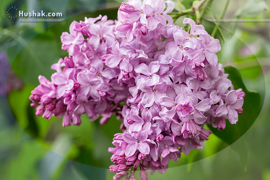 Շաբաթվա աստղագուշակ 29.IV-05.V