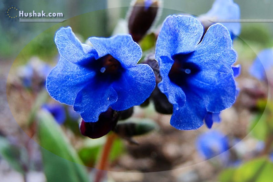 Ժողովրդական բժշկություն. Թոքախոտ
