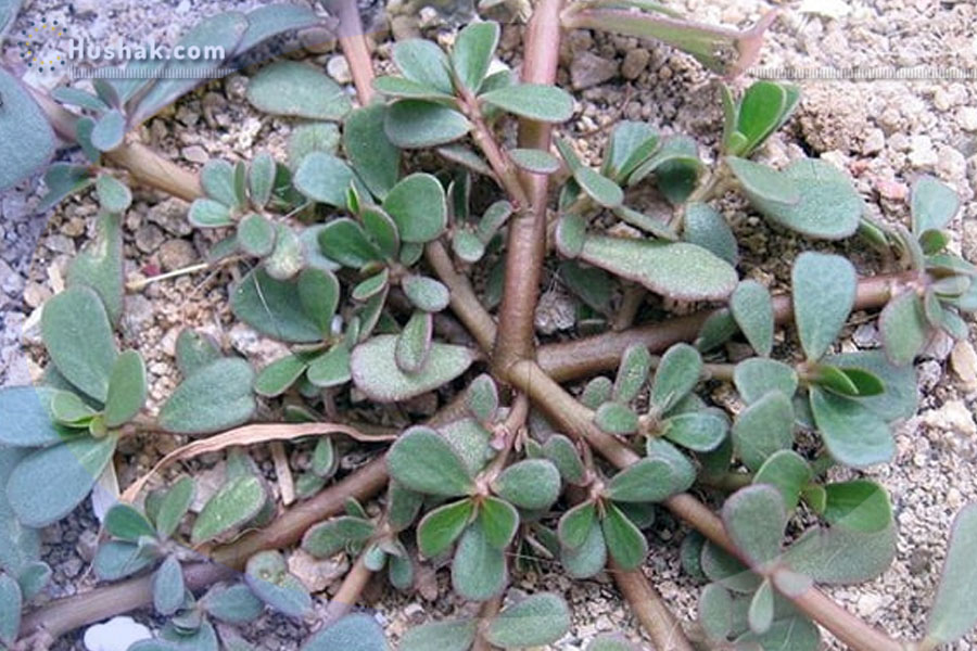 Ժողովրդական բժշկություն. Դանդուռի օգտակար հատկությունները