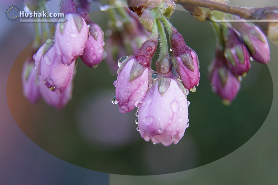 Շաբաթվա աստղագուշակ 13-19.V