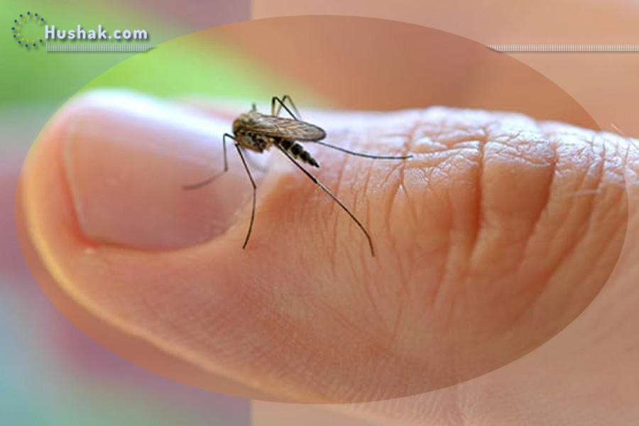 Մոծակներից ազատվելու տնական միջոց