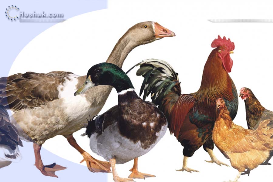 Երազահան. Ընտանի թռչուններ