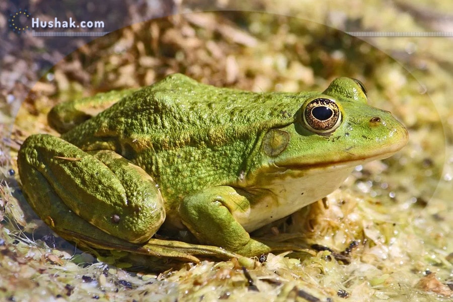 Երազահան. Դոդոշ