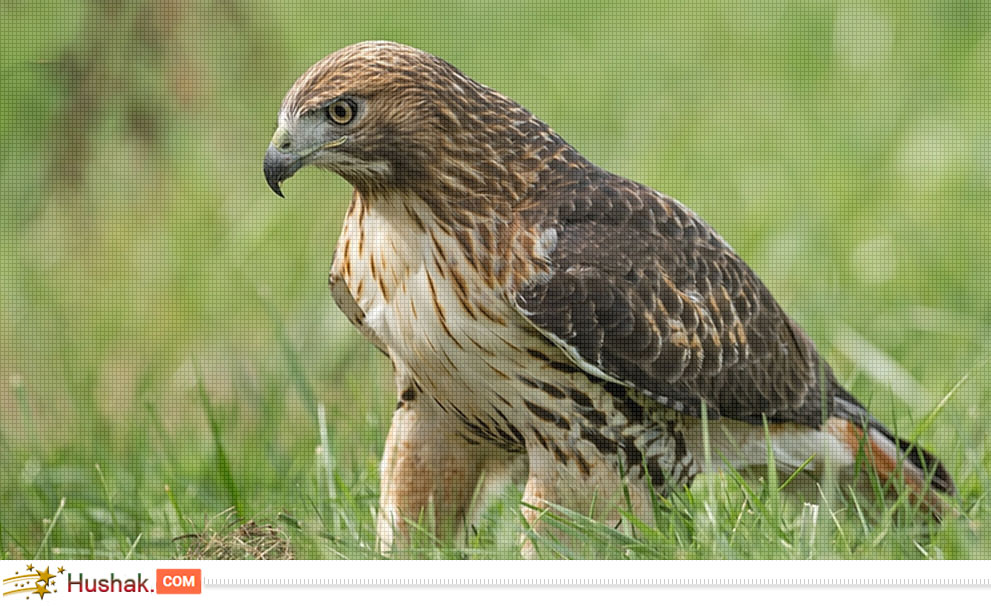 Երազահան. Բազե